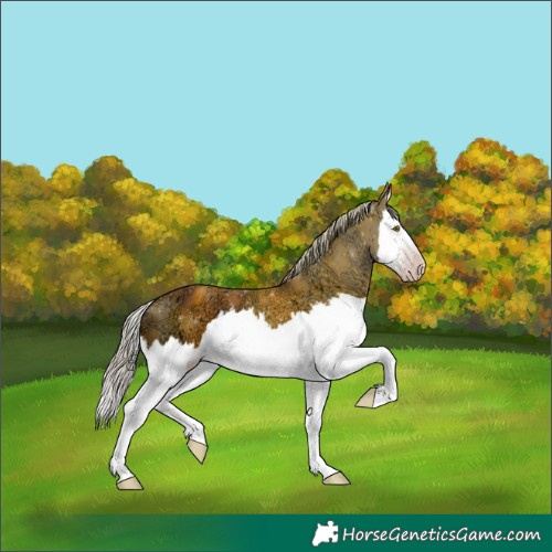 Horse Color:Gray Silver Sable Champagne Ice Splash