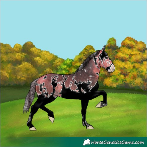 Horse Color:White Spotted Buckskin Splash 