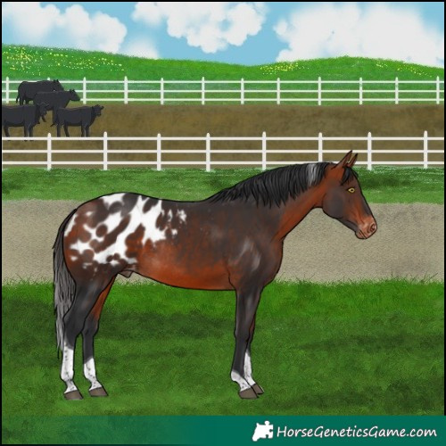 Horse Color:Bay Tobiano Blanket Rabicano