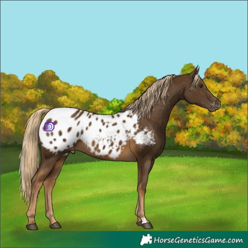Horse Color:Chocolate Palomino Blanket 
