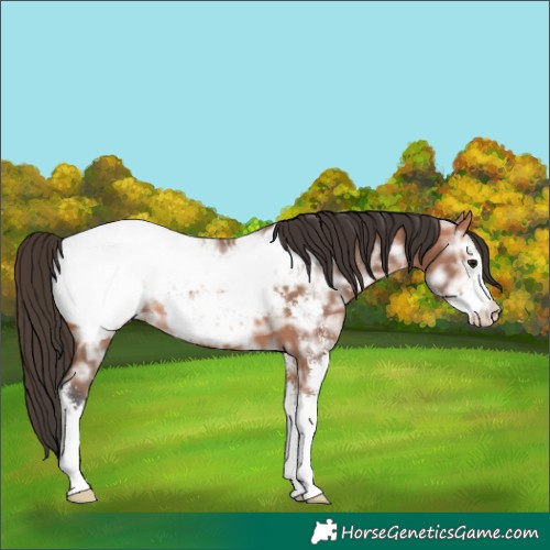 Horse Color:Bay Ice Sabino Appaloosa 