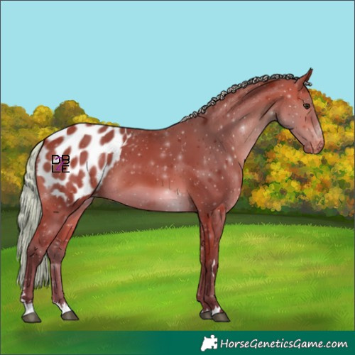 Horse Color:Silver Bay Blanket 