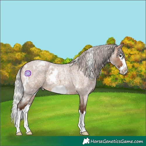 Horse Color:White Spotted Silver Brown Roan Dun Splash Frame