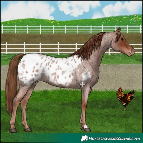 Horse Color:Red Roan Appaloosa 