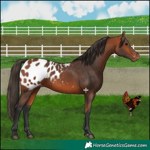 Horse Color:Bay Appaloosa 