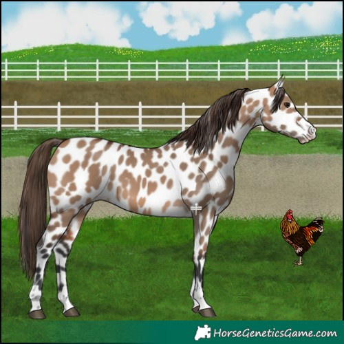 Horse Color:Bay Dun Appaloosa