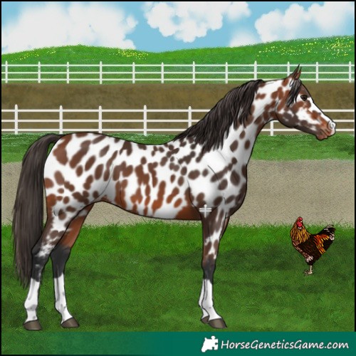 Horse Color:Bay Appaloosa 