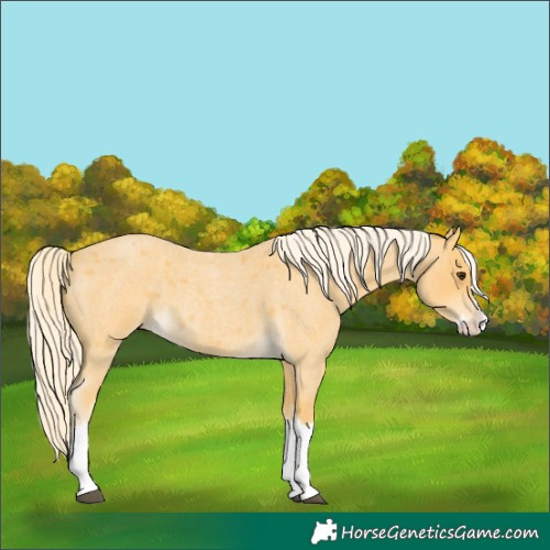Horse Color:Palomino Roan Splash