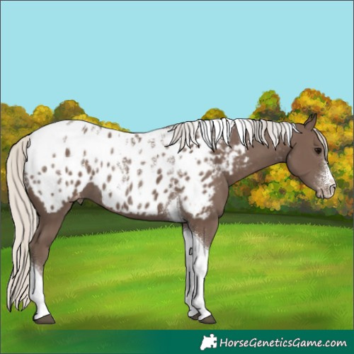Horse Color:Powder White Silver Black Tobiano Near Leopard 