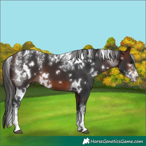 Horse Color:Powder White White Spotted Brown
