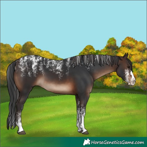 Horse Color:Powder White Brown Splash Rabicano 