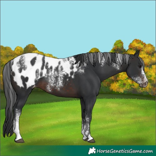 Horse Color:Powder White Brown Appaloosa