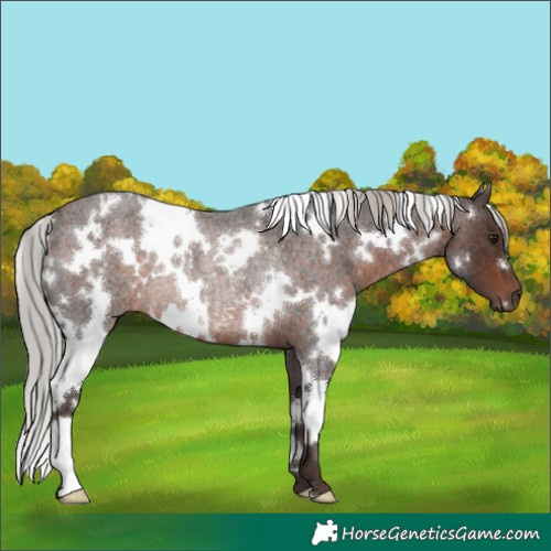Horse Color:White Spotted Silver Brown Roan Rabicano