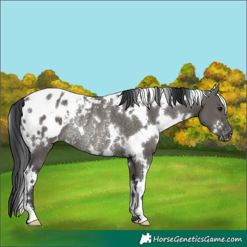 Horse Color:White Spotted Grullo Appaloosa Rabicano 