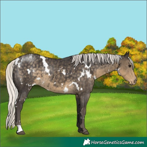 Horse Color:White Spotted Silver Smoky Black Appaloosa 