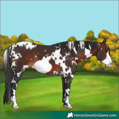 Horse Color:White Spotted Brown Frame 