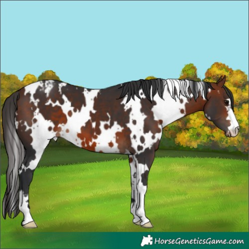 Horse Color:White Spotted Bay Varnish 