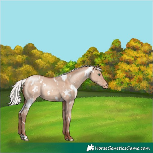 Horse Color:White Spotted Silver Sable Champagne Dun Appaloosa 