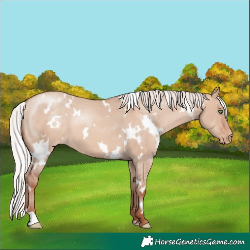 Horse Color:White Spotted Silver Sable Champagne Dun Varnish 