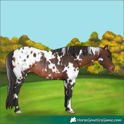 Horse Color:White Spotted Brown Appaloosa Rabicano 