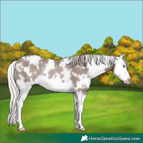 Horse Color:White Spotted Silver Grullo Splash Rabicano 