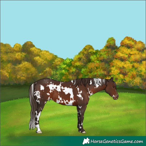 Horse Color:White Spotted Liver Chestnut Varnish 