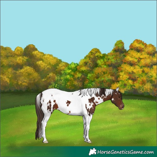 Horse Color:White Spotted Liver Chestnut Tobiano Blanket