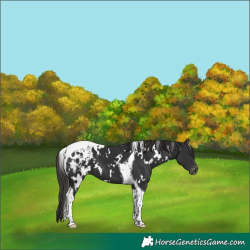 Horse Color:White Spotted Liver Chestnut Tobiano Blanket