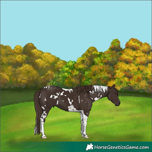 Horse Color:White Spotted Liver Chestnut Tobiano 