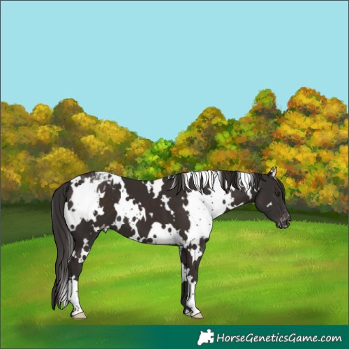 Horse Color:White Spotted Liver Chestnut Varnish 