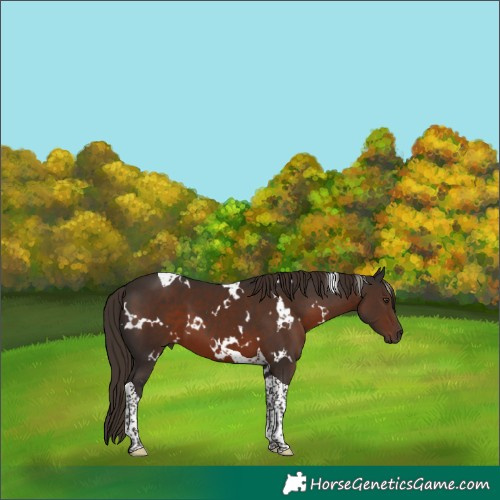 Horse Color:White Spotted Liver Chestnut Tobiano 