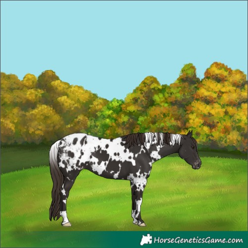 Horse Color:White Spotted Liver Chestnut Blanket