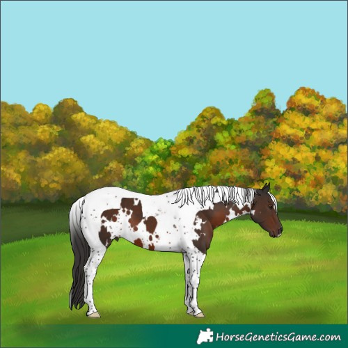 Horse Color:White Spotted Liver Chestnut Tobiano