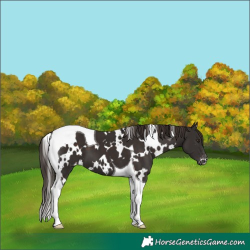 Horse Color:White Spotted Liver Chestnut Tobiano Varnish