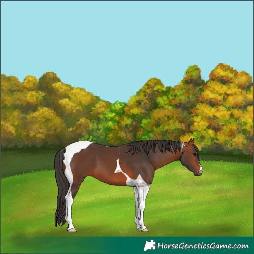 Horse Color:Bay Tobiano 