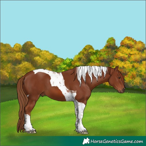 Horse Color:Chestnut Tobiano