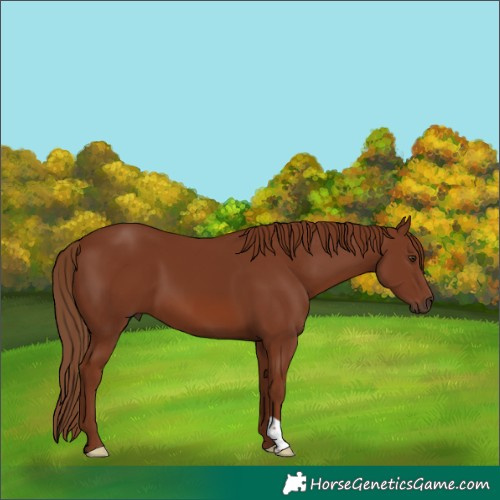Horse Color:Chestnut 