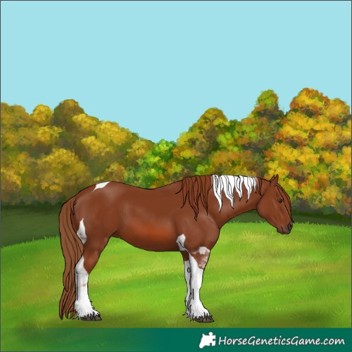 Horse Color:Chestnut Tobiano 