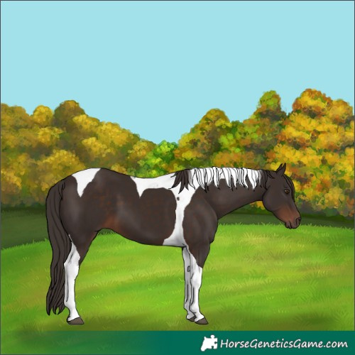 Horse Color:Liver Chestnut Tobiano 