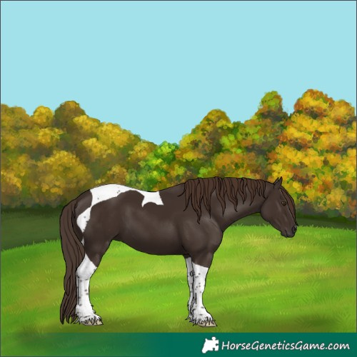 Horse Color:Liver Chestnut Tobiano
