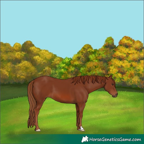 Horse Color:Chestnut 