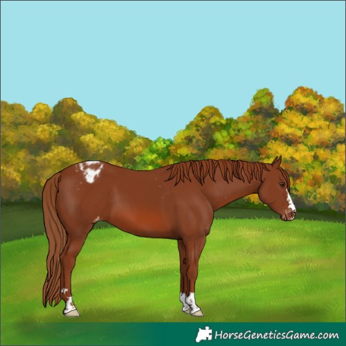 Horse Color:Chestnut Varnish