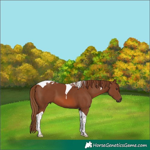 Horse Color:Chestnut Tobiano 