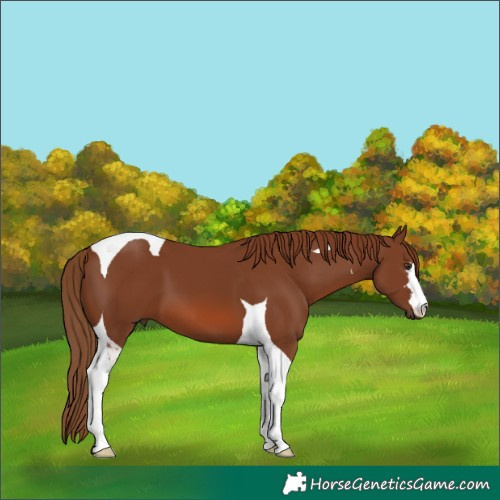 Horse Color:Chestnut Tobiano 