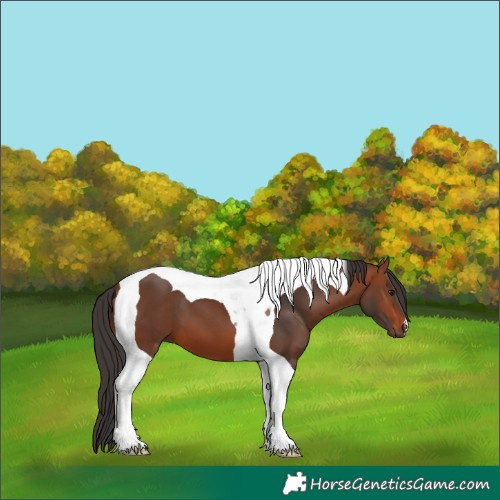 Horse Color:Bay Tobiano