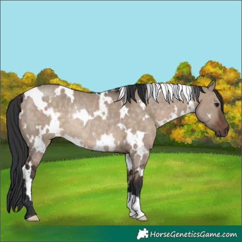 Horse Color:White Spotted Brown Dun Rabicano