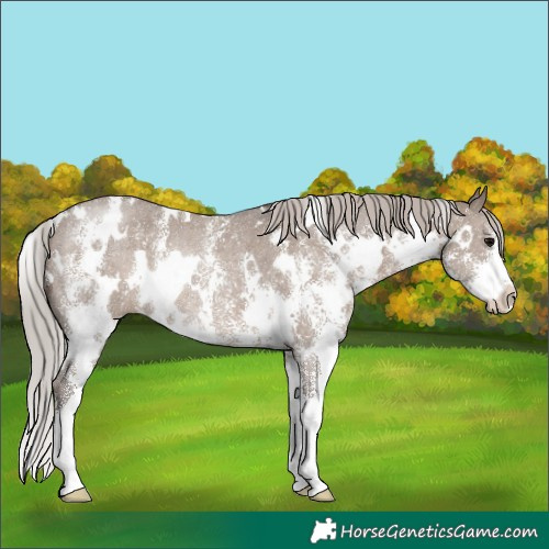 Horse Color:White Spotted Silver Grullo Sabino Rabicano 