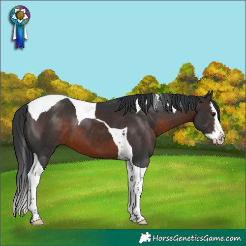Horse Color:Brown Splash Tobiano 
