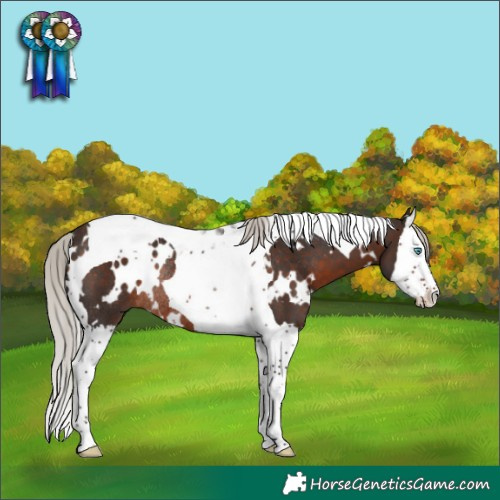 Horse Color:White Spotted Silver Brown Splash Tobiano Rabicano