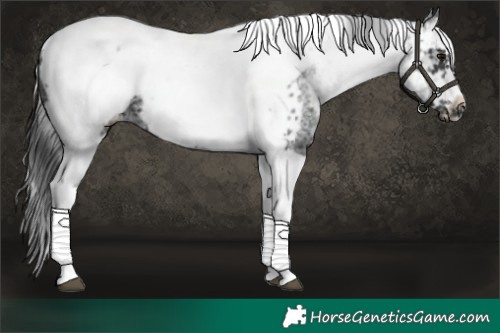 Horse Color:White Spotted Black Splash Tobiano Frame Appaloosa 